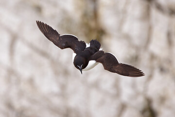Razorbill in flight at cliff