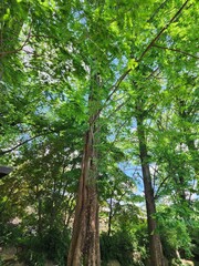 Naklejka premium 나무와 하늘