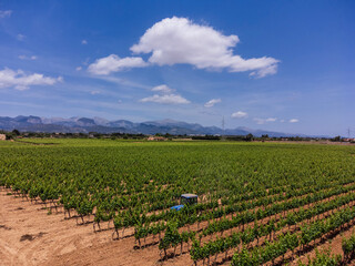 tractor working on large expanse of vineyards for Mallorcan wine, Biniali, Sencelles, Mallorca,...