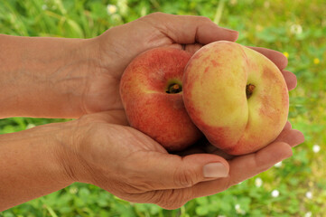 Pêches plates mûres en main en gros plan sur fond de verdure floue