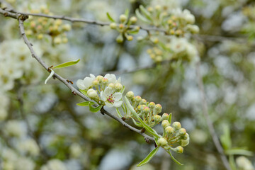 Weidenblättrige Birne,  Pyrus salicifolia