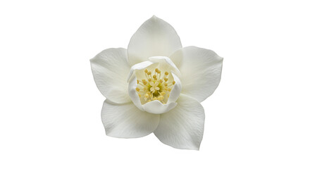 Obraz premium Isolated White Flower Blossom Transparent Flora Spring Floral Plant