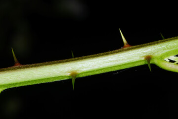 Brombeere, Wilde Brombeere,  Rubus sectio Rubus