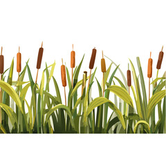 Wetland nature elements set - marsh plants with cattails, vector plant graphic design