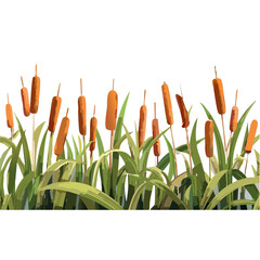 Wetland nature elements set - marsh plants with cattails, vector plant graphic design