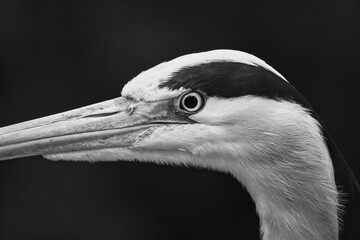 Close-up of a gray heron with sharp focus on the head and beak. Bird photo