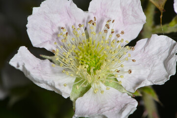 Brombeere, Wilde Brombeere,  Rubus sectio Rubus