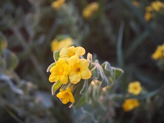 yellow flowers