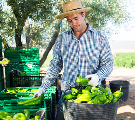 Farmer sorting ripe fresh green pepper after collecting on plantation.