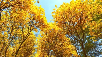 Majestic Canopy of Bright Yellow Flowers Under Clear Blue Sky