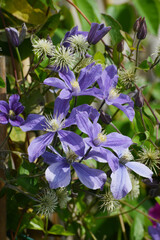 Clematis hyb. (Europa)