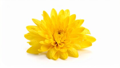 beautiful yellow chrysanthemum with dewdrops sticking to the flower on a white background. natural texture with sharp and rough edges in a minimalist layout, minimal background