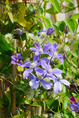 Clematis hyb. (Europa)