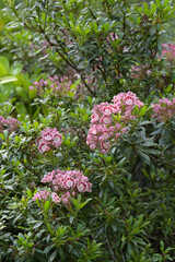 Breitblättrige Lorbeerrose, Kalmia latifolia