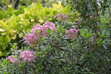 Breitbl&auml;ttrige Lorbeerrose, Kalmia latifolia