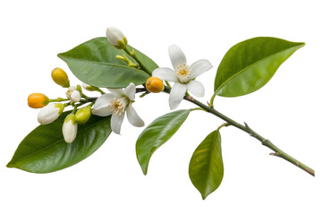 orange blossom branch isolated on white background.