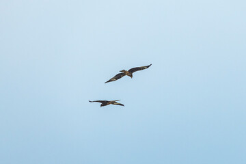The hawk flying on the sky