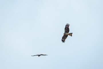 The hawk flying on the sky