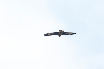 The hawk flying on the sky
