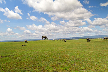 A peaceful scene of water buffalo grazing in the expansive grassland near Nam Un Dam in Sakon Nakhon, Thailand, under a clear sky and natural rural setting.
