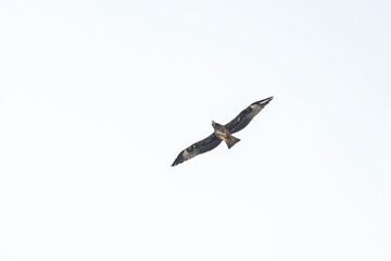 The hawk flying on the sky