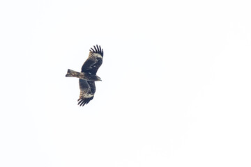 The hawk flying on the sky