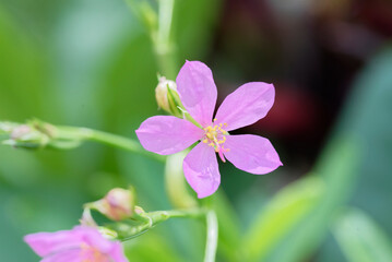 close up of coral flower (Talinum crassifolium, Talinum paniculatum)