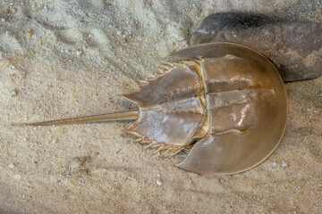 The Horseshoe crab (Limulus Polyphemus)