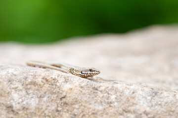 Common wall lizard on slate stone, Podarcis muralis , reptile living in Northern Europe and North America, wildlife moselle valley