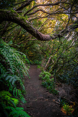 Obraz premium Mysterious Laurel Forest Trail on Tenerife – Hiking Through a Prehistoric Jungle