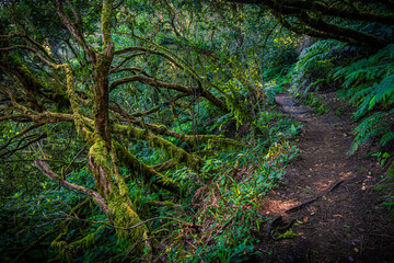Mysterious Laurel Forest Trail on Tenerife – Hiking Through a Prehistoric Jungle