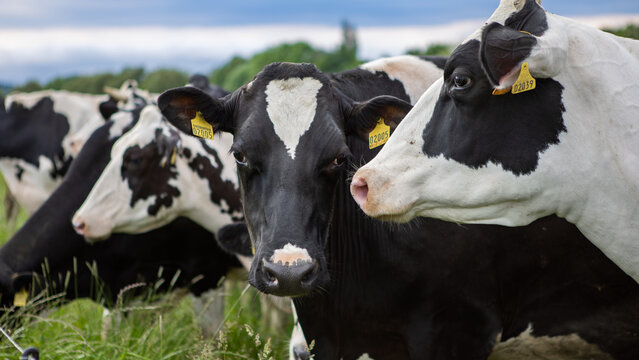 beautiful well-groomed black and white cows grazing