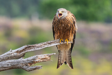 The scream of the red kite