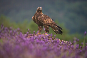 Golden Eagle