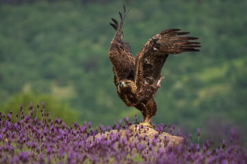 Golden Eagle