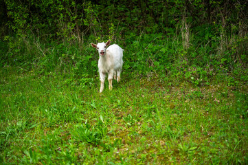 Cute young goat with open mouth on pasture.