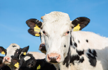 Close-up of a dairy cow with a white face and black spots, wearing a yellow ear tag, looking into the camera. Blue sky and other cows in the background create a vibrant rural scene
