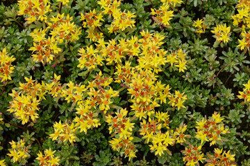 Reichblühendes Fettblatt, Sedum floriferum, Weihenstephaner Gold