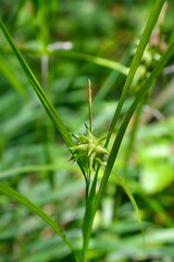 Grays sedge flower - Latin name - Carex grayi