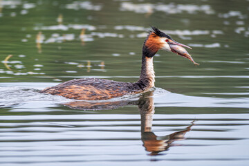 The great crested grebe (Podiceps cristatus) is a member of the grebe family of water birds