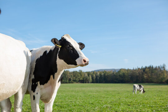 Cows on a clean background