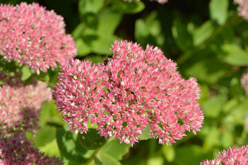  Große Fetthenne, Sedum telephium