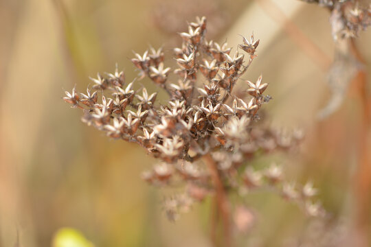 Fetthenne, Deckblatt, Sedum aizoon