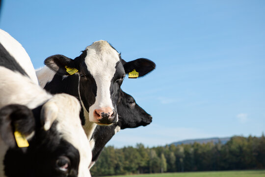 Cows on a clean background 