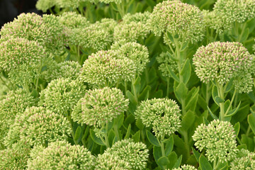 Fetthenne, Sedum, Herbstfreunde