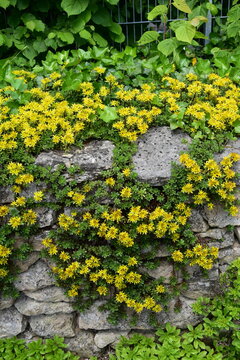 Reichbl&uuml;hendes Fettblatt, Sedum floriferum, Weihenstephaner Gold