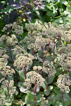 Fetthenne, Herbst- , Sedum matrona