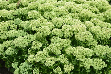 Fetthenne, Sedum, Herbstfreunde