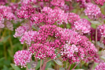 Fetthenne, Herbst- , Sedum Abygale