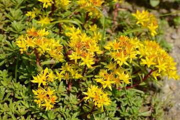Reichblühendes Fettblatt, Sedum floriferum, Weihenstephaner Gold